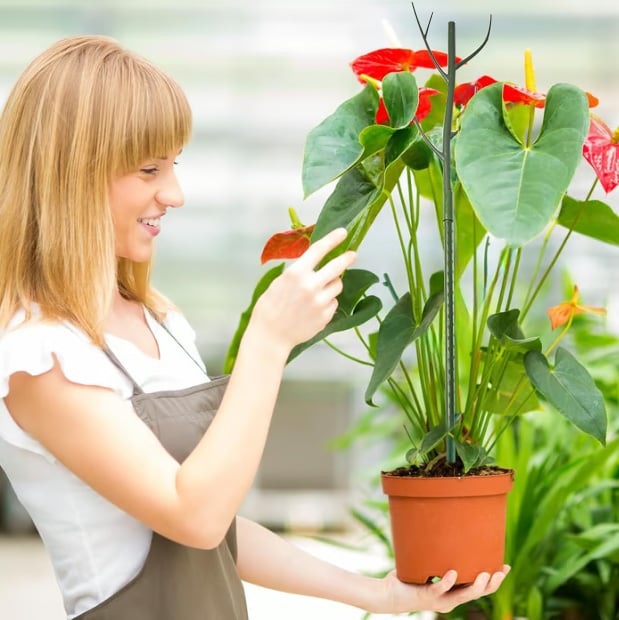 5 pack Plant Support Stakes